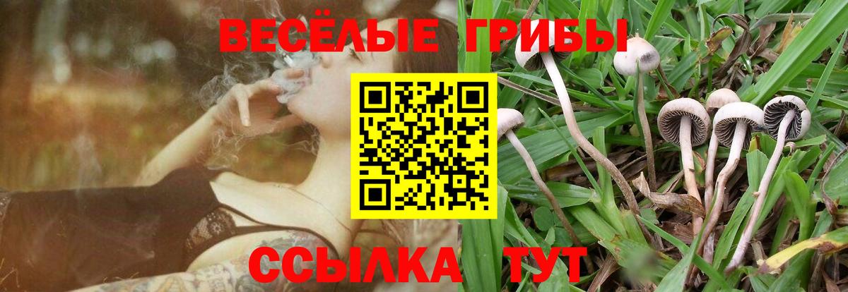 Галлюциногенные грибы Psilocybe Котлас